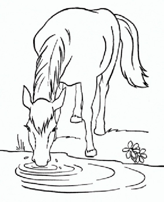 Pferd Trinkwasser in den See