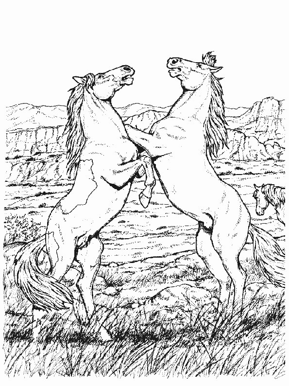 Zwei Kämpfe Pferd